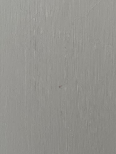 insect