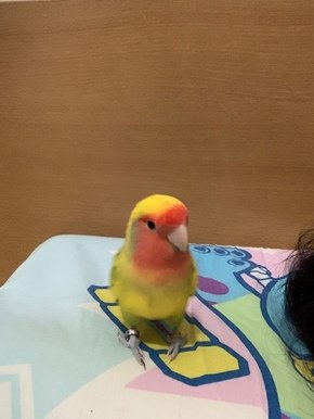 圖片