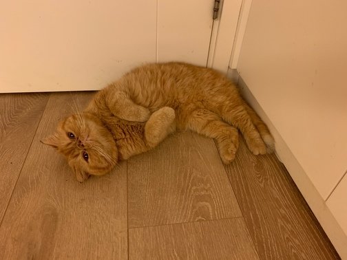 圖片