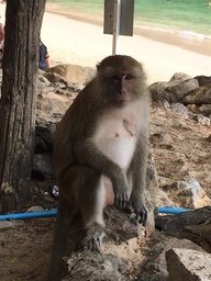 圖片