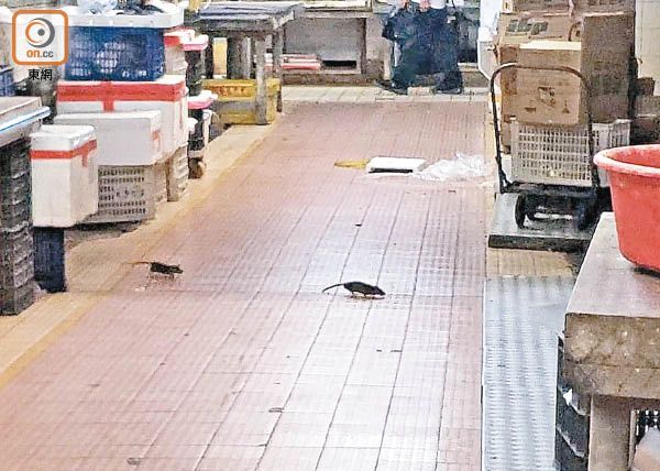 楊屋道街市:有老鼠在街市通道上競跑。