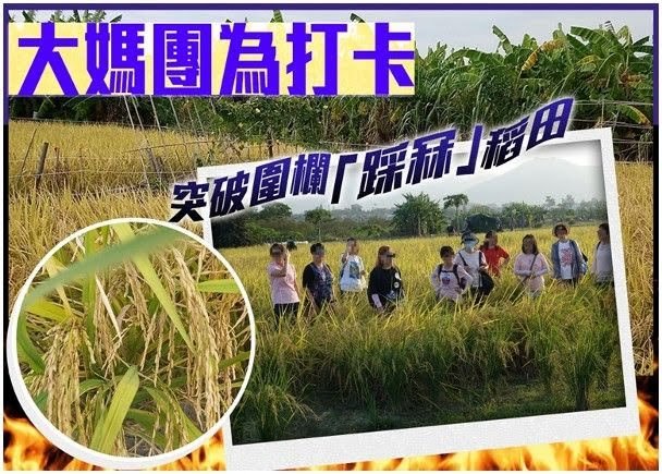 網民拍得10名女子踩入稻田內,導致一些禾稻被摧毀。