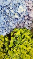 Screenshot_20200824-153815_Gallery