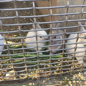 【兔子咬斷手指】1歲童動物園餵兔仔手指被咬斷 媽媽睇漏眼出事斷指未能尋回
